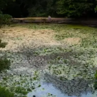 Toxic algae warning: Swimmers and pets told to stay out of Thames bathing site