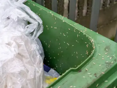 Two kitchen spices that deter flies and maggots in wheelie bins