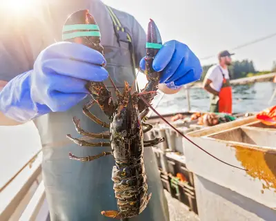 US Ocean Carbon Removal Research at Risk as Trump Halts Federal Funding