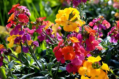 YouGarden Autumn Winter Bedding Plants Deal 1997