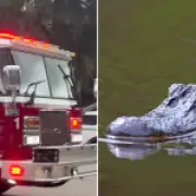 Alligator mauls woman, tears off arm in front of family in Florida river