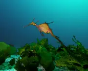 Australia's marine parks 'protect places no one goes', scientists warn
