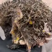 Baby hedgehog found covered in toxic glittery slime with eye glued shut