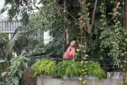 Barbican Conservatory plants: 2,000 cuttings to be given away