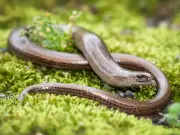 Biggin Hill slow worms to get on-site home in new eight-home plan