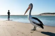Bird flu in Australia: which native birds are most at risk?