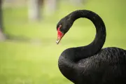 Bird flu poses 'very high risk' to WA's black swans, experts warn