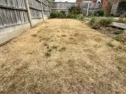 Brown lawns can recover in two weeks after heatwave, expert says