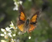 Butterflies worldwide shifting habitats in 'warning' to planet, study finds