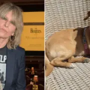 Chrissie Hynde's Dog Nico Missing in London, Singer Pleads for Help