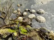 Country diary: Limpets at risk from holiday beachgoers