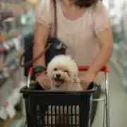 Dog in Supermarket Debate: Hygiene Rules and UK Store Policies