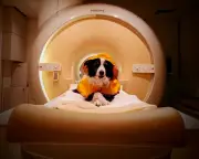 Dogs Can Read Human Emotions, Brain Scans Show