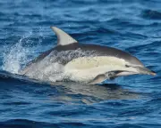 Dolphin dies from H5 bird flu in South Australia; researchers evacuated from Macquarie Island
