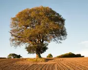 Don't Abandon Native Plants in Drought, Experts Urge