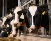 Duke of Westminster's farm battles climate crisis with circular farming