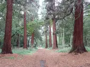 East London Park's Giant Redwoods: A California Escape