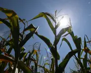 Europe's farmers face 'unprecedented crisis' as drought devastates harvests