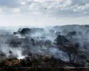 Farmers and MPs call for disposable barbecue ban over wildfire risk