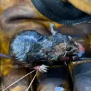Field mouse miraculously survives wildfire thanks to firefighters