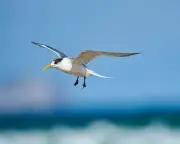 First Australian mass bird flu die-off suspected in SA terns