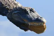 Florida paddleboarder rescues woman from alligator attack