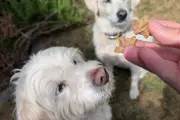 Forthglade Dog Treats Subscription: Multipack Review & Savings