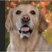 Guide Dogs launches fireworks desensitisation video for anxious pets