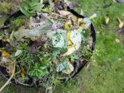 Hammersmith and Fulham Council Refuses to Collect Rubbish with Garden Waste