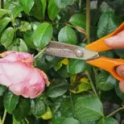 Heatwave Garden Prep: Essential Tips Before Your Holiday