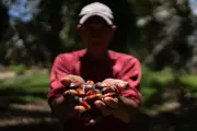 Honduran farmers face state terror under Trump-backed government