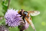 Hornet mimic hoverfly: a harmless fly's clever disguise