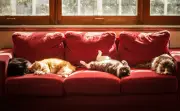 How to safely transition outdoor cats to indoor living