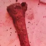 Human bones found under patio turn out to be 1,000-year-old Anglo-Saxon remains