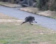 Jimothy the raccoon: the internet's new uniting viral animal