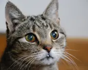 Karl the Toilet-Training Tabby: A South London Legend Remembered