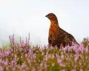 Licensing scheme for game shoots could curb bird of prey poisoning