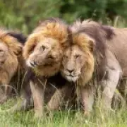 Lion series exec producer reveals David Attenborough thought he was 'mad'