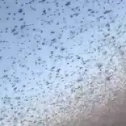 Locust swarm darkens skies in Russia's Dagestan region