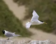 Mass bird flu deaths found in second state as Watt warns 'this is the beginning'