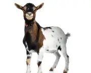 Monty Hall twist: why sticking wins when you want the goat