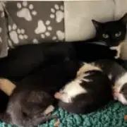 Mother cat and kittens survive 45°C boiler room ordeal in Pimlico
