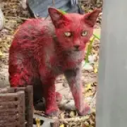 Mystery Red Cat in Texas Baffles Rescuers, Public Warned Not to Touch