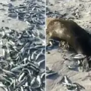Mystery Virus Detected After Thousands of Dead Fish Wash Up on Cape Town Beaches
