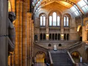 Natural History Museum to reopen hidden gallery closed since WWII