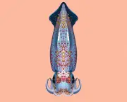 Neon Flying Squid Glide in Formation Above Pacific, Study Reveals