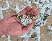 Nurdle Hunt: Whitley Bay Beach Clean-Up After Tyne Spill