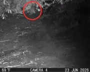 Otter spotted in New York City’s Bronx River for first time in 100 years