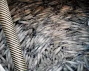Over 20 Tons of Squid Spill on Rhode Island Highway After Truck Crash