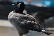 Pet goose Goosey saves Texas family's barn animals from fire